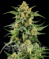 skunk-1_5_337002.jpg