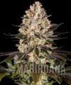 hindu-kush_5_337042.jpg