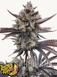 Banana Purple Punch Auto RF3 - FASTBUDS