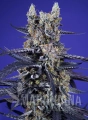 SUPER_BOOF_XL_AUTO_SWS119.jpg