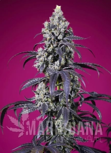 Tropicanna Cherry XL Auto - SWEET SEEDS