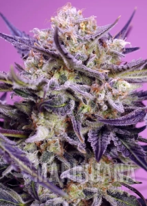 Pink Guava F1 Fast Version - SWEET SEEDS