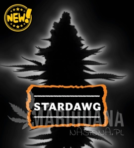 Stardawg Auto - SEED STOCKERS