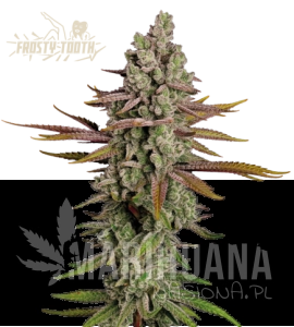 Frosty Tooth - SEED STOCKERS