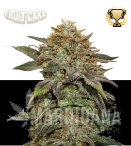 Fruit Cake - SEED STOCKERS
