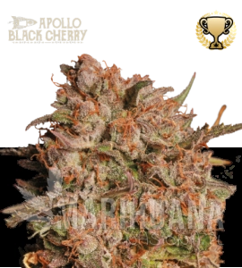 Apollo Black Cherry Auto - SEED STOCKERS
