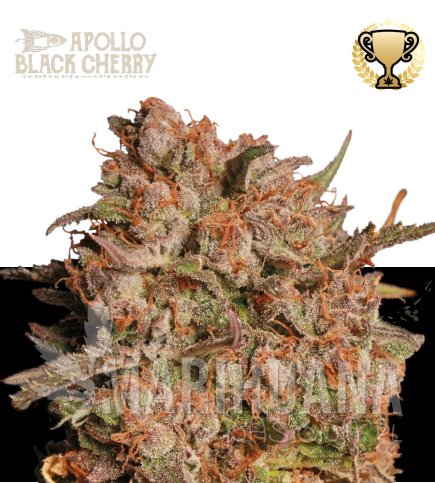 apollo-black-cherry-nasiona-konopi-automatyczne.jpg