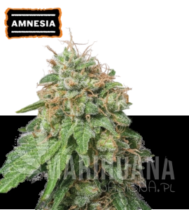 Amnesia Auto - SEED STOCKERS