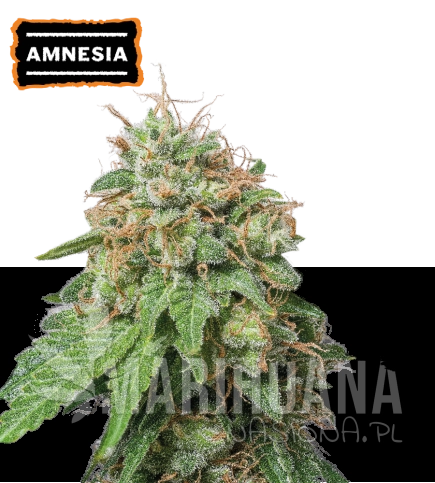 amnesia-haze-nasiona-konopi-automatyczne.jpg