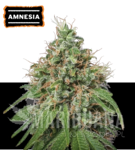 Amnesia - SEED STOCKERS