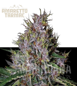 Amaretto Tarmac Auto - SEED STOCKERS