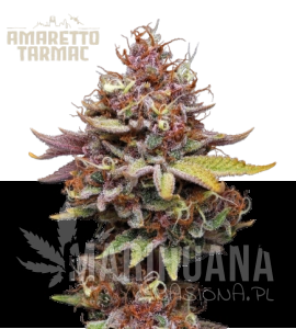 Amaretto Tarmac - SEED STOCKERS