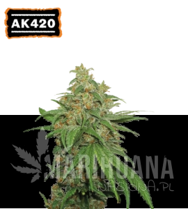 AK420 Auto - SEED STOCKERS