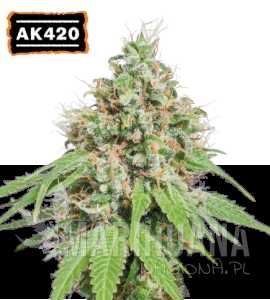 AK420 - SEED STOCKERS