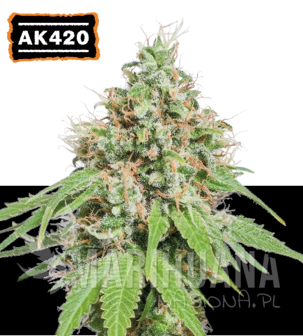 ak420-nasiona-konopi-feminizowane.jpg