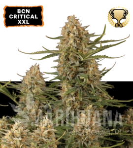 BCN Critical XXL - SEED STOCKERS