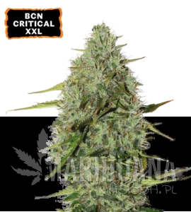 BCN Critical XXL Auto - SEED STOCKERS