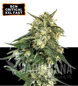 BCN Critical XXL FAST - SEED STOCKERS