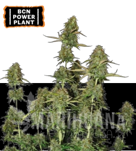 BCN Power Plant Auto - SEED STOCKERS