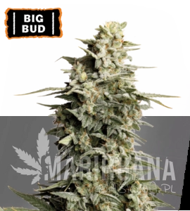 Big Bud - SEED STOCKERS