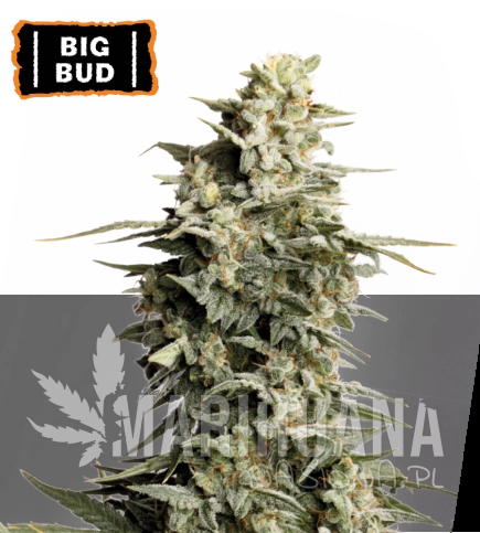 big-bud-nasiona-konopi-feminizowane.jpg