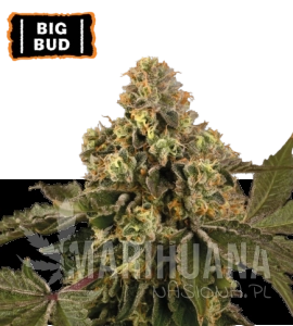 Big Bud Auto - SEED STOCKERS