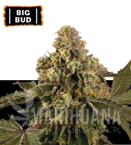 big-bud-nasiona-konopi-automatyczne.jpg