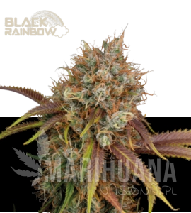 Black Rainbow - SEED STOCKERS