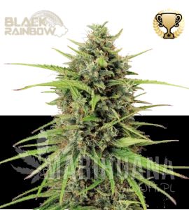 Black Rainbow Auto - SEED STOCKERS