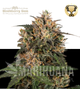 Blackberry Gum - SEED STOCKERS