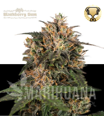 blackberry-gum-nasiona-konopi-feminizowane.jpg