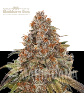 Blackberry Gum Auto - SEED STOCKERS