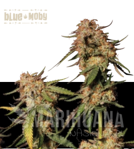 Blue Moby - SEED STOCKERS