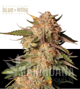 Blue Moby Auto - SEED STOCKERS