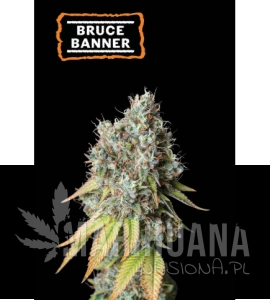 Bruce Banner Auto - SEED STOCKERS