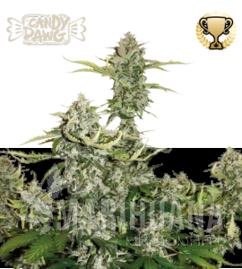 Candy Dawg Auto - SEED STOCKERS