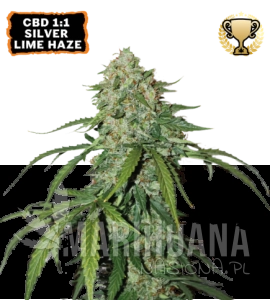 CBD 1:1 Silver Lime Haze Auto - SEED STOCKERS