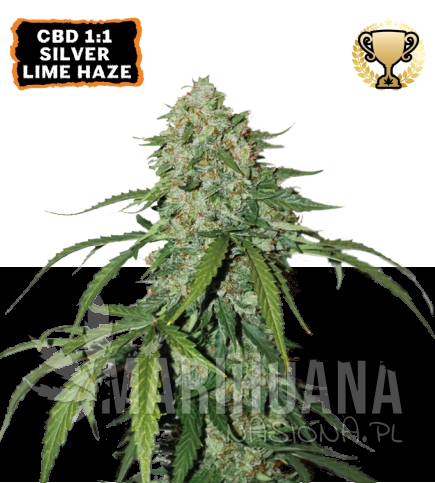 cbd-1-1-silver-lime-haze-nasiona-konopi-automatyczne.jpg