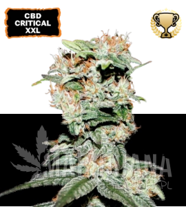 CBD Critical XXL - SEED STOCKERS