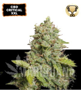 CBD Critical XXL Auto - SEED STOCKERS