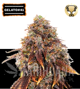 Gelato #41 - SEED STOCKERS