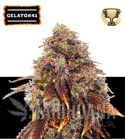 gelato-41-nasiona-konopi-feminizowane.jpg