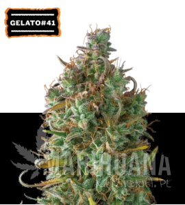 Gelato 41 Auto - SEED STOCKERS