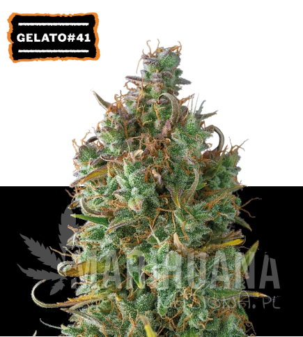 gelato-41-nasiona-konopi-automatyczne.jpg