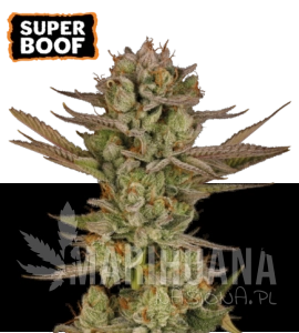 Super Boof - SEED STOCKERS