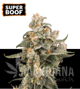 Super Boof Auto - SEED STOCKERS