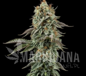 Sour Diesel - SEEDSMAN