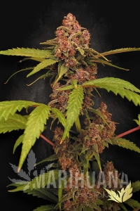 Banana Purple Auto - PARADISE SEEDS
