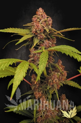 1-Banana-Purple-Auto-Paradise-Seeds-2026.jpg