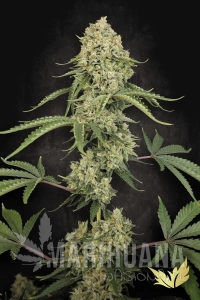 Tropical Fruit Cake - PARADISE SEEDS